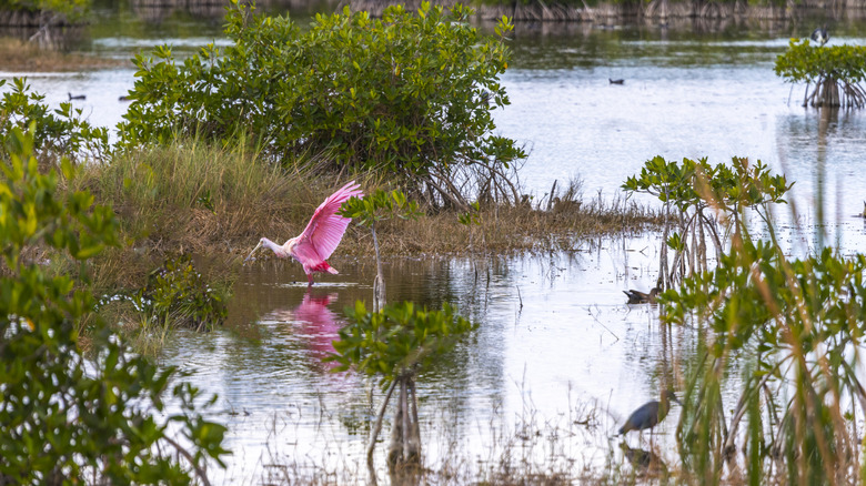 A rosette spoonbill in a marsh with other wading birds