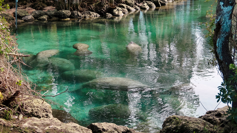 Manatees in Three Sisters Springs