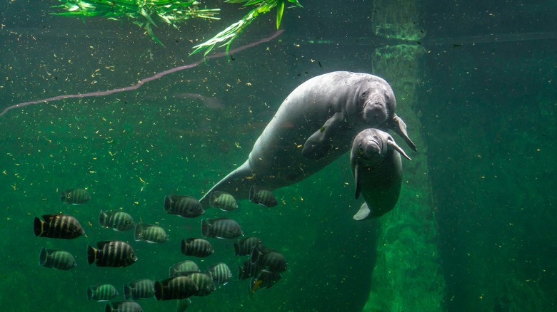 Manatees and fish in an aquarium