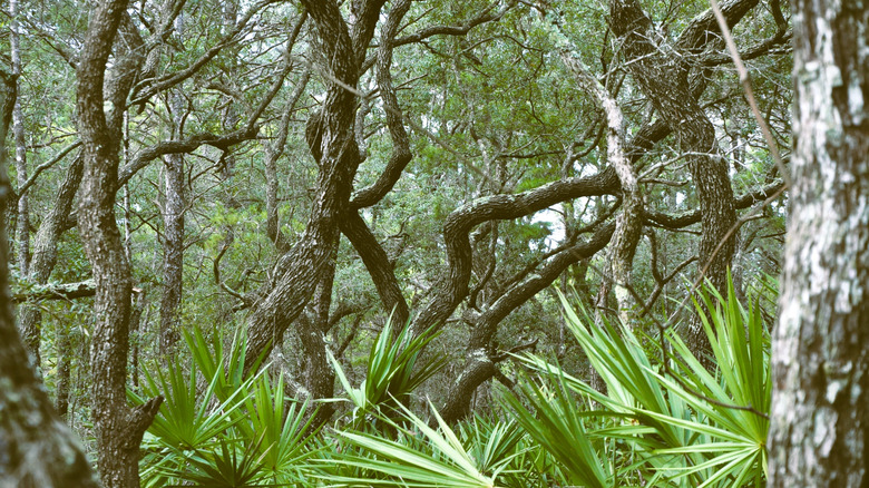 Florida Panhandle woods
