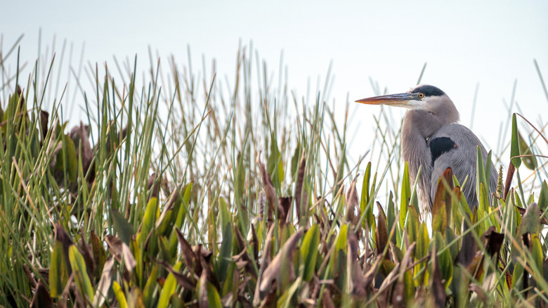 A Great Blue Heron in the marshy grass of Fred C. Babcock/Cecil M. Webb Wildlife Management Area near Punta Gorda, Florida