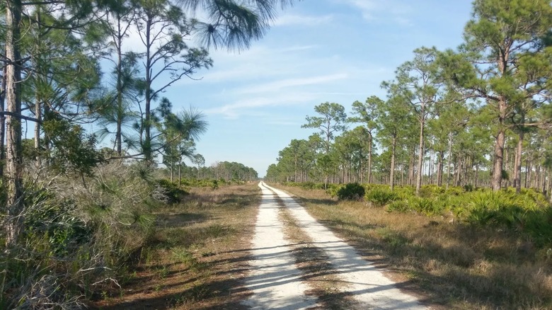 A quiet gravel road through Fred C. Babcock/Cecil M. Webb Wildlife Management Area near Punta Gorda, Florida