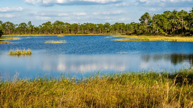 Webb Lake and its tree-dotted shoreline iin the Fred C. Babcock/Cecil M. Webb Wildlife Management Area near Punta Gorda, Florida