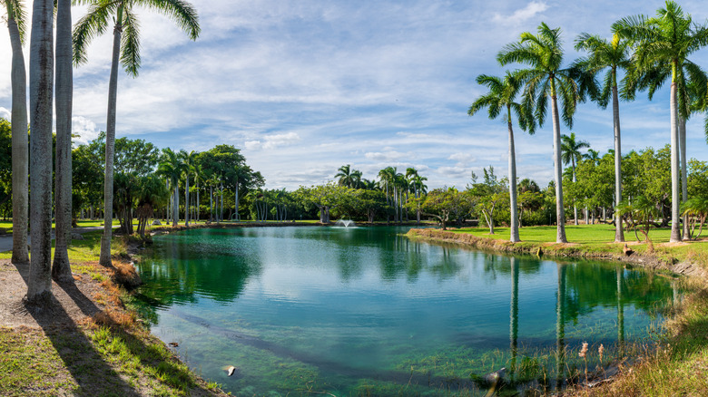 A pond at the Crandon Gardens surrounded in palm trees in Miami