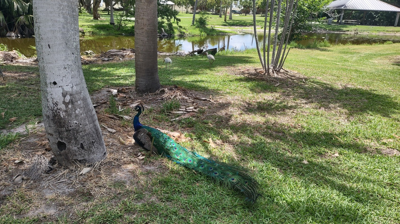 A peacock next to a pond at the Crandon Gardens in Miami