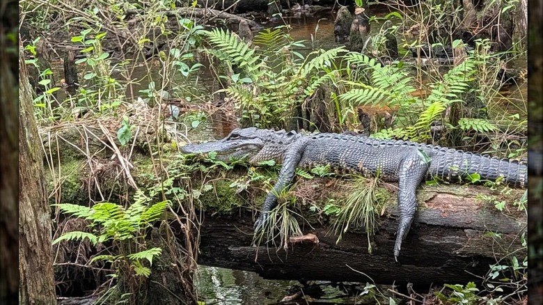 An alligator suns itself on a log in Babcock Ranch Preserve, Florida
