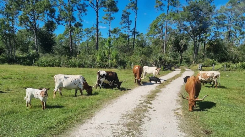Cattle graze along a path through Babcock Ranch Preserve, a unique swath of conserved habitat and ranchland in Southwest Florida
