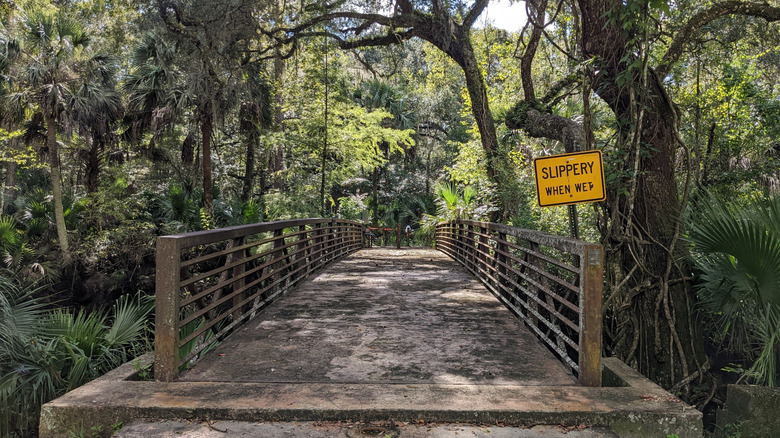 An old bridge with overhanging trees and ferns at the Hampton Springs Hotel Historic Site in Florida