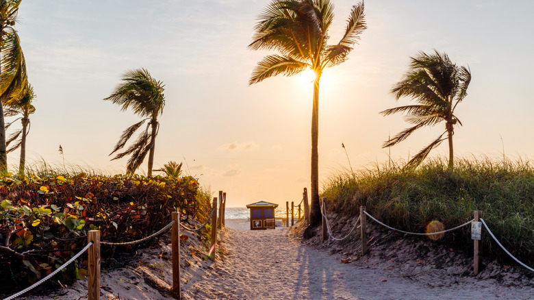 Sunset on a Floria beach lined with palm trees