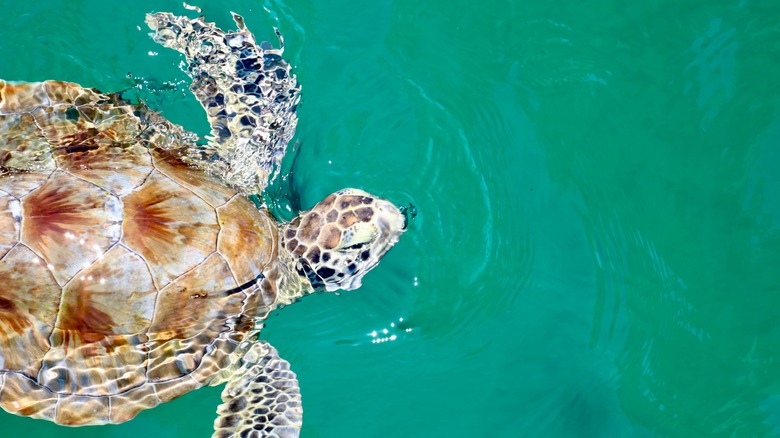 Sea turtle swimming in Florida waters