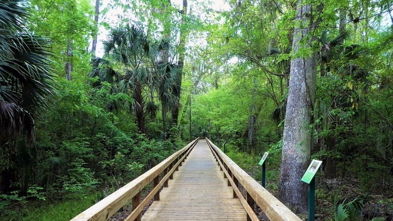 The boardwalk within Big Tree Park