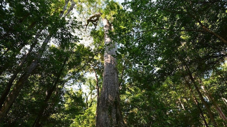 Lady Liberty at Big Tree Park