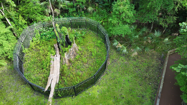 The remains of The Senator at Big Tree Park