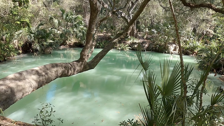 A green sulfur spring at Green Springs Park viewed from the trail in Enterprise (Deltona), Florida.