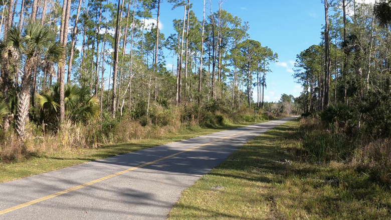 A paved biking path between rows of trees on the East Central Regional Rail Trail.
