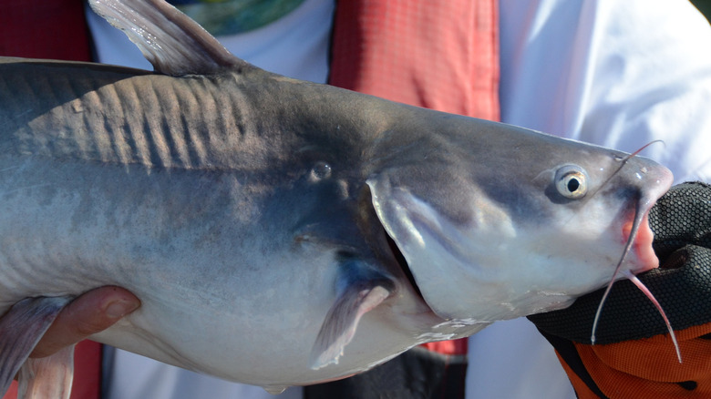 blue catfish Ictalurus furcatus