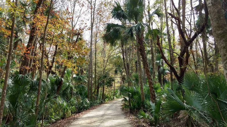 Trail path surrounded by trees in Seminole State Forest, Florida