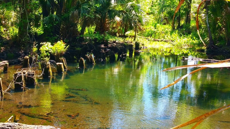 Springs in Seminole State Forest, Florida
