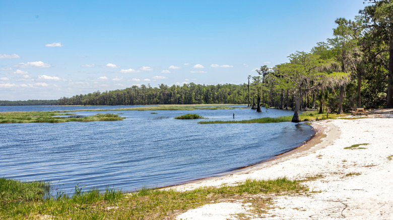 White sand meets calm blue water on the swampy shores of Lake Louisa.