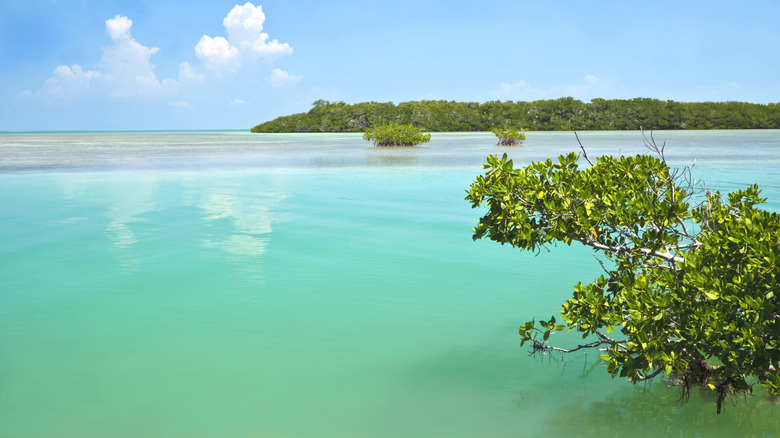Beautiful lagoon with little Mangrove islands and trees at the tip of the Florida Keys