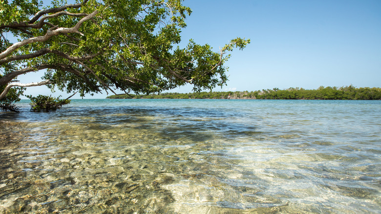 Florida Keys scenic beach view with mangrove tree