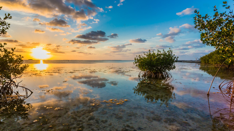 Beautiful mangrove swamp at sunset in Florida Keys. Clouded sky reflects in calm water surrounding hummock.