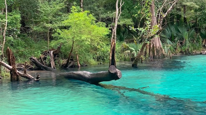 Turquoise water and submerged trees in Cypress Springs, Florida
