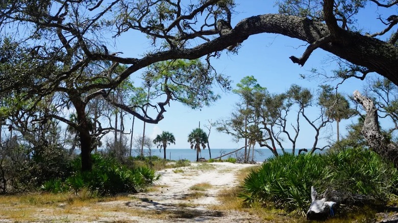 A sandy pathway surrounded by subtropical plants and large oaks, leading to a scenic bay at St. Vincent Wildlife Refuge in Florida.
