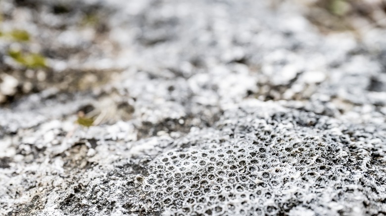 Fossilized star coral found at Windley Key, Florida