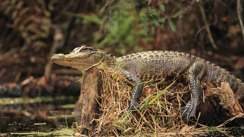 Alligator resting by Suwannee River