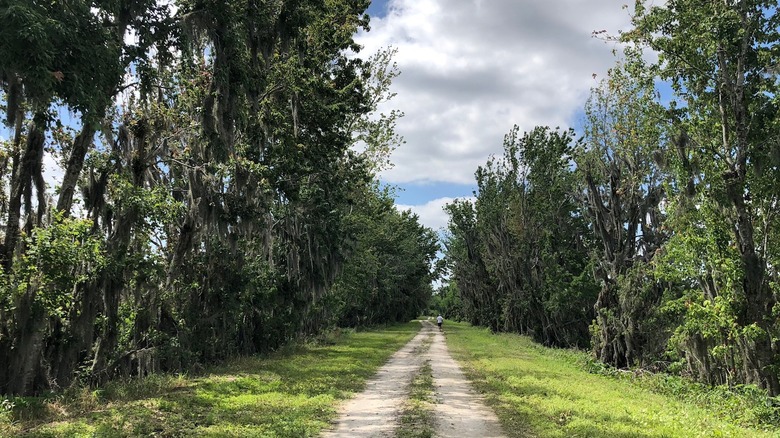 The Clay Island Loop in Astatula, Florida, with a person hiking in the distance