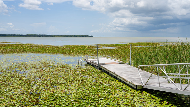 A dock at Lake Apopka near Astatula in Central Florida, with the water covered with greenery