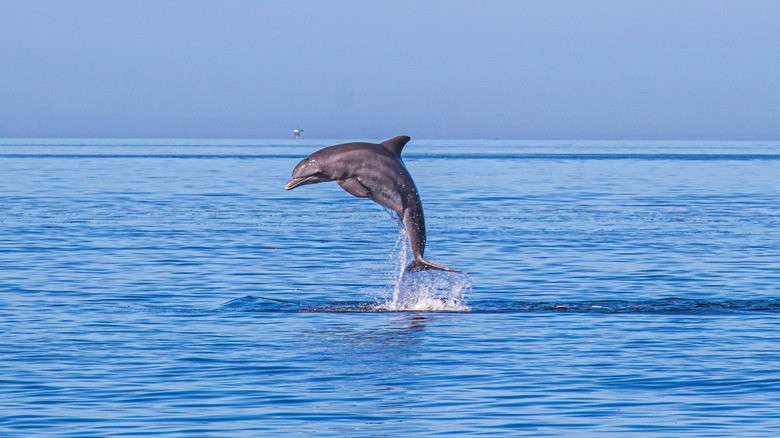 A dolphin leaps in the Gulf offshore of Hudson, Florida