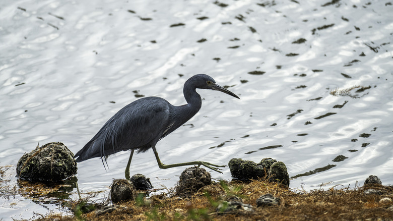 Blue heron on a pond in Davenport Florida