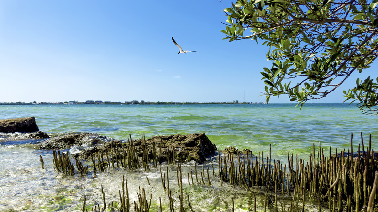 A view of Sarasota Bay from the land