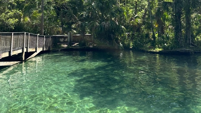 bridge going over clear water at Wekiwa Springs State Park