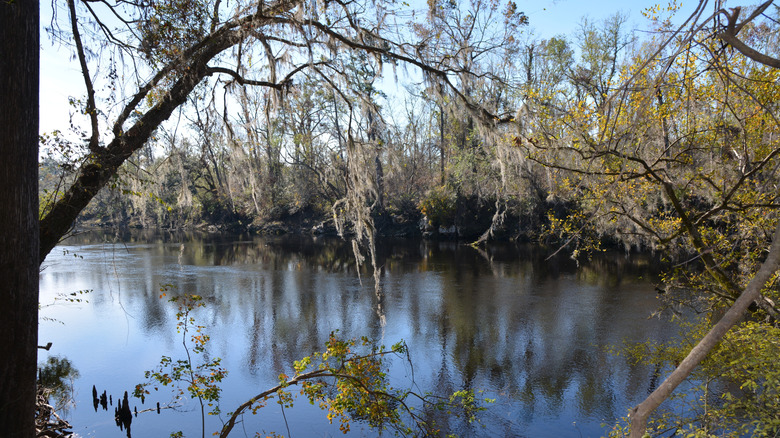 Trees along the Suwannee River