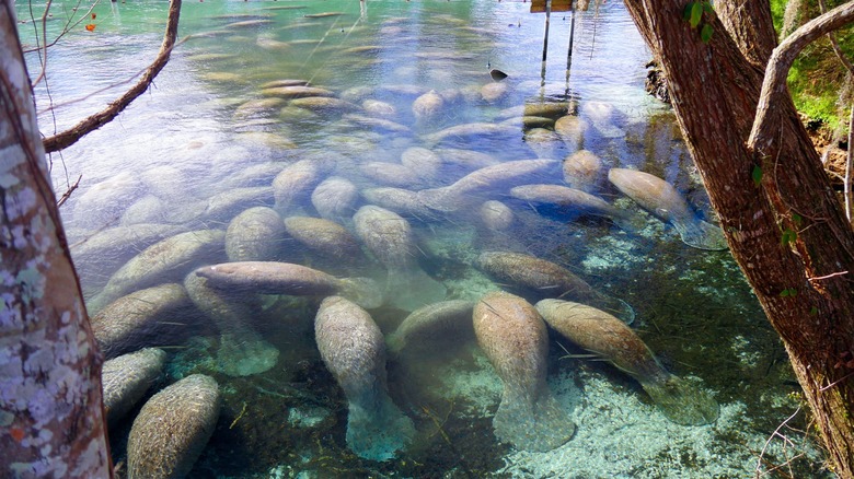 Group of manatees in Florida waters