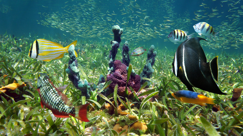 Colorful turtle grass and sea life on Florida's Gulf floor