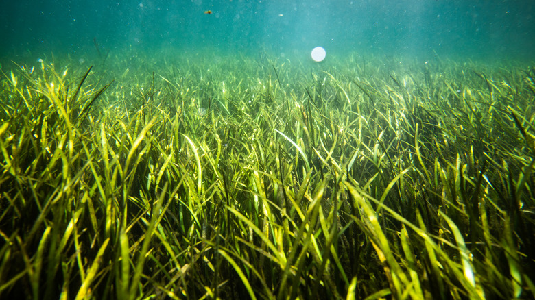 Seagrass bed off the coast of Florida