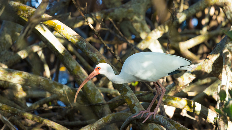 An egret bird is perched on the twisted branches of a mangrove tree