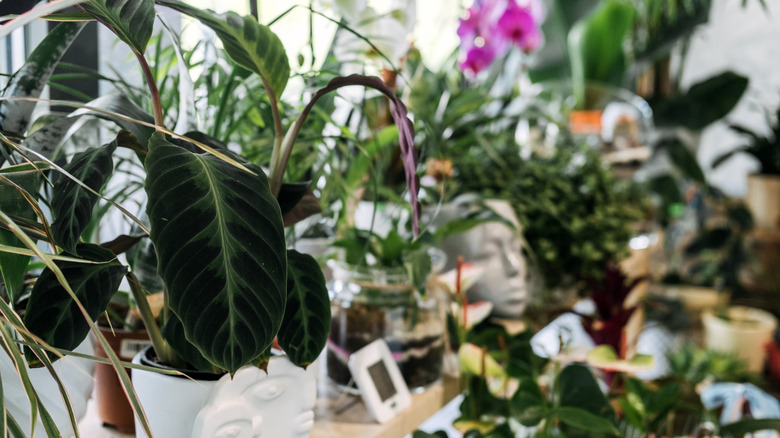 several green plants