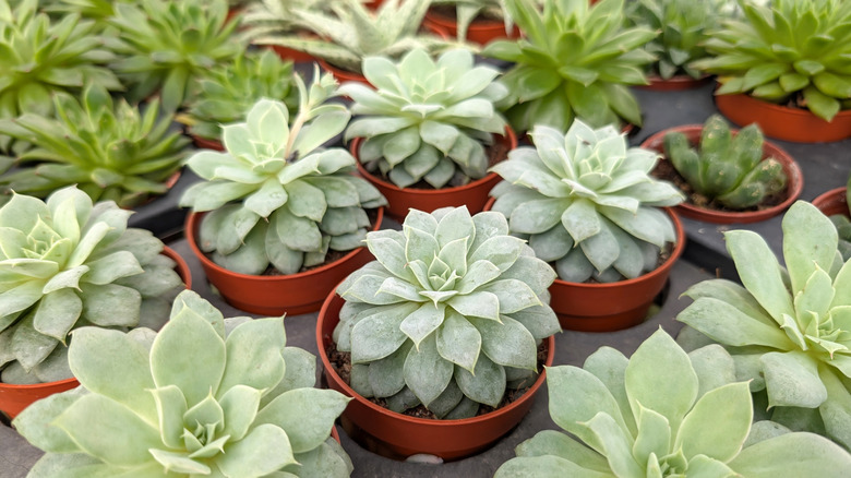 rows of succulent plants