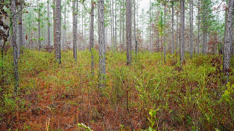 Picayune Strand State Forest, Florida