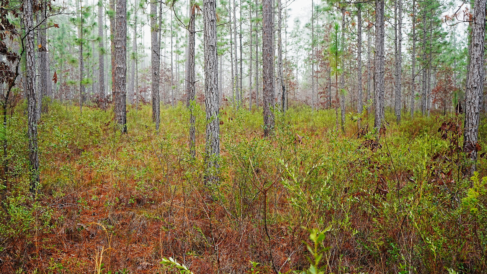 Florida 39 s Under The Radar State - L Intro 1751974452 