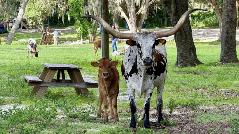 A mature and juvenile longhorn in the picnic area of Wilderness Shores Ranch and Campground.