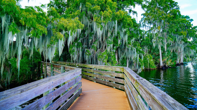 Walkway through ﻿﻿Circle B Bar Reserve in Florida