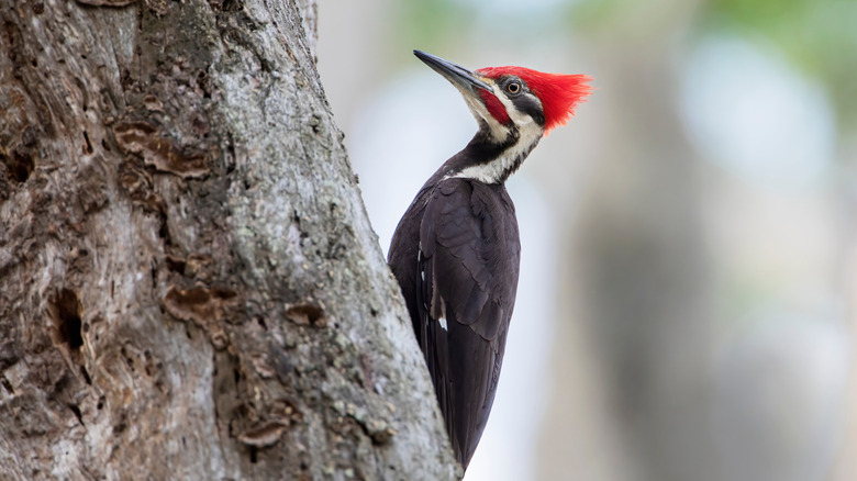 Pileated woodpecker in the Circle B Bar Reserve in Florida