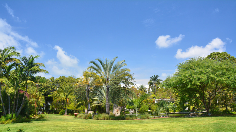 Tropical garden containing foliage Nehrling introduced to Florida