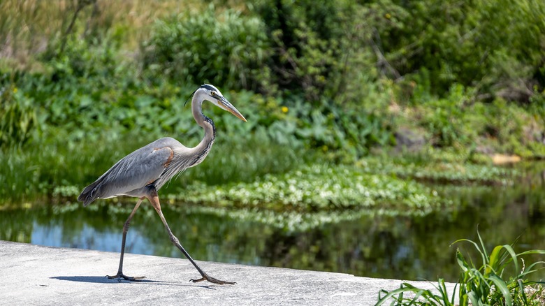 A blue heron in the Lake Apopka Wildlife Drive